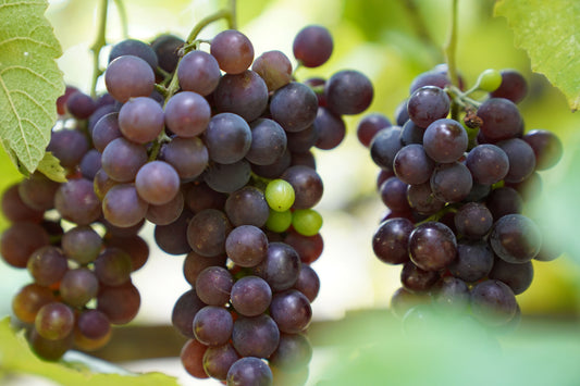 Red Grapes (250gm)