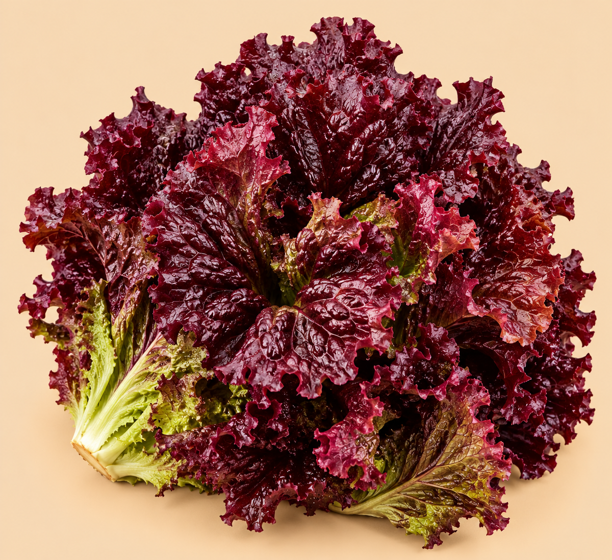 Red Lettuce 250g