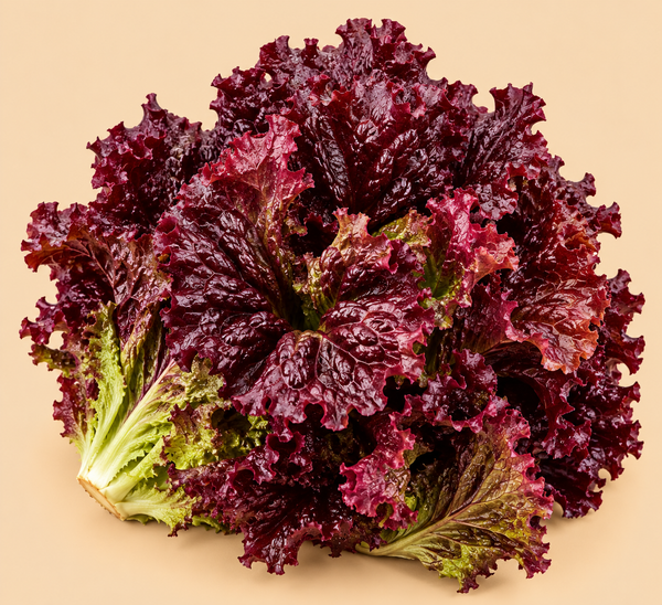 Red Lettuce 250g